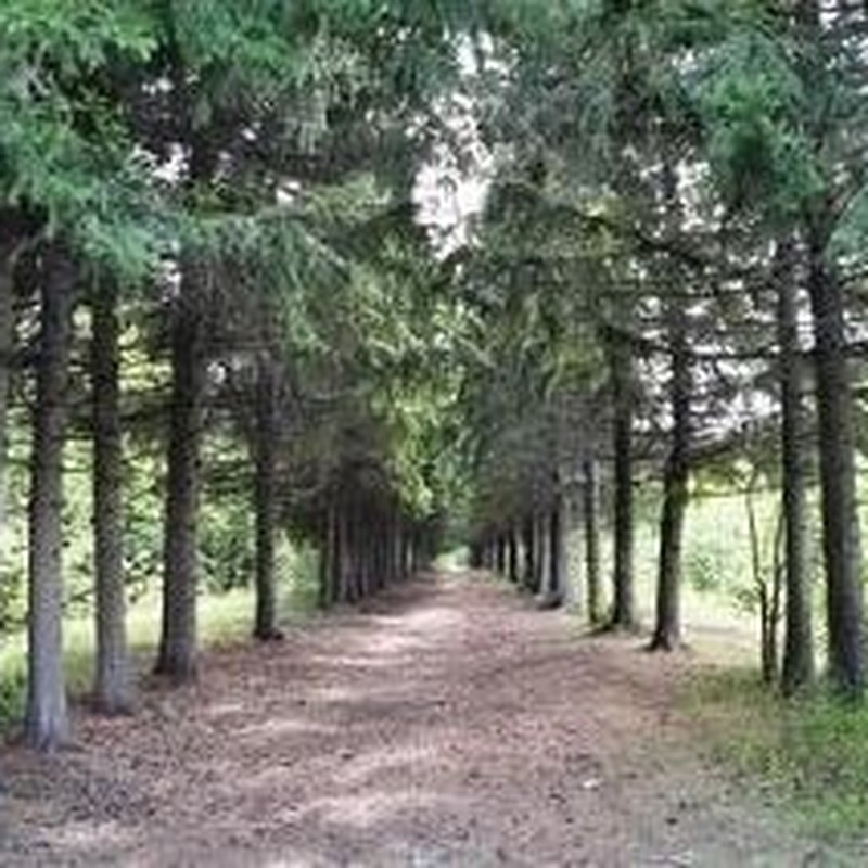 Сосновая аллея на территории базы «Подгородка»